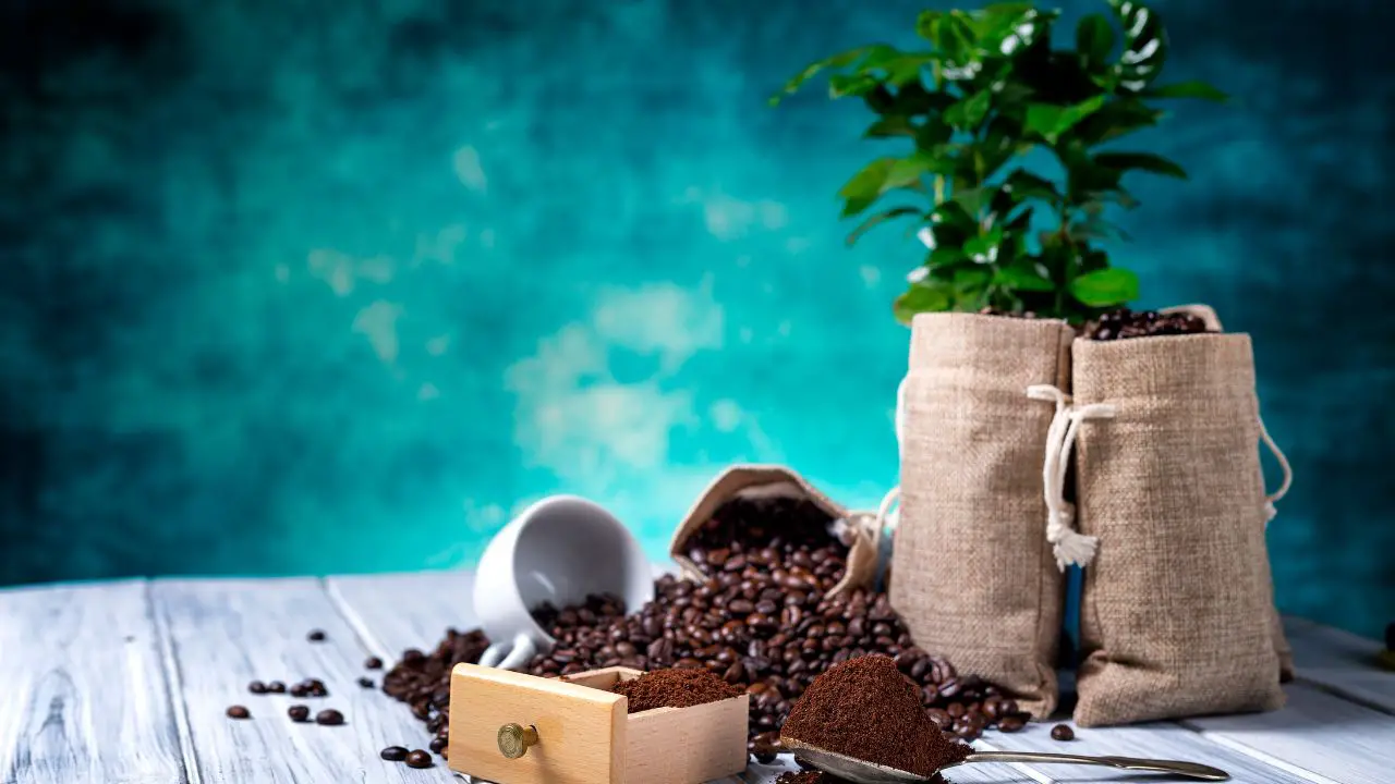 Are Coffee Grounds Good for Plants