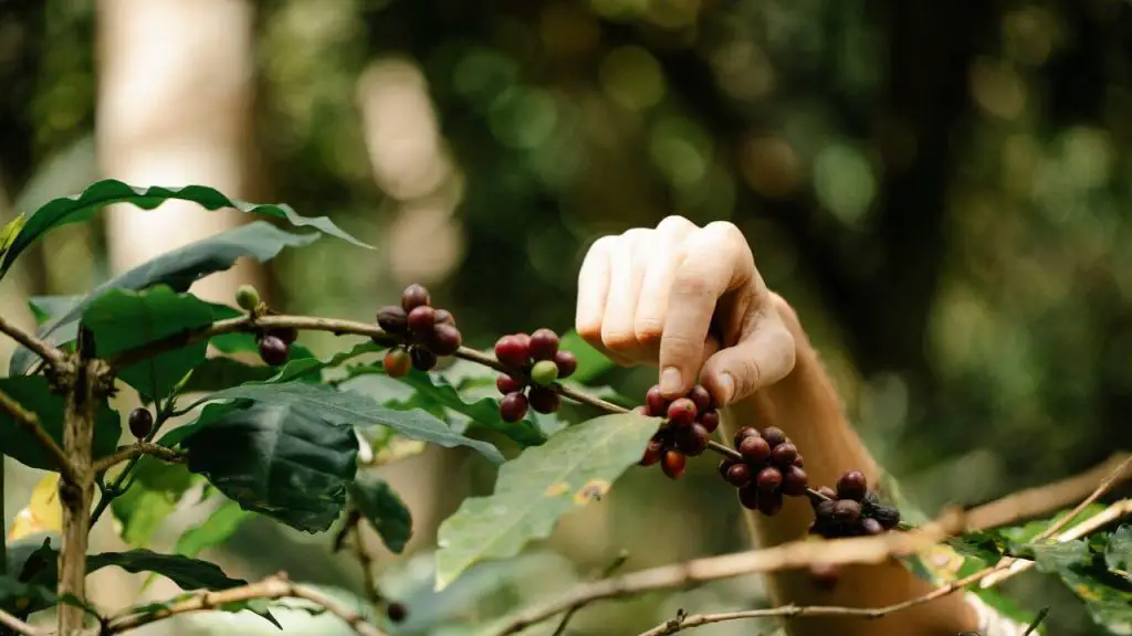 Where Do Coffee Beans Come from
